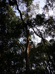 Machilus chekiangensis