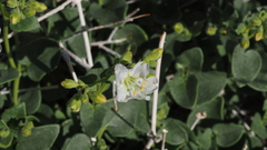 Mirabilis laevis retrorsa