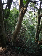 Heptapleurum heptaphyllum