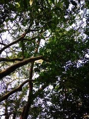 Heptapleurum heptaphyllum