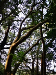 Heptapleurum heptaphyllum