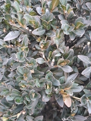 Buxus
