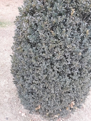 Buxus