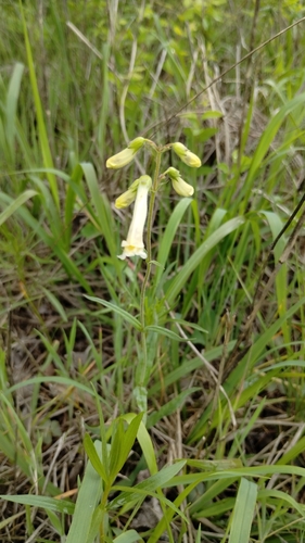 Image of Penstemon oklahomensis by (c) David Matthew, some rights reserved (CC BY)