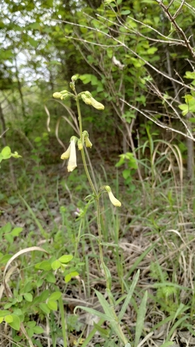 Image of Penstemon oklahomensis by (c) David Matthew, some rights reserved (CC BY)