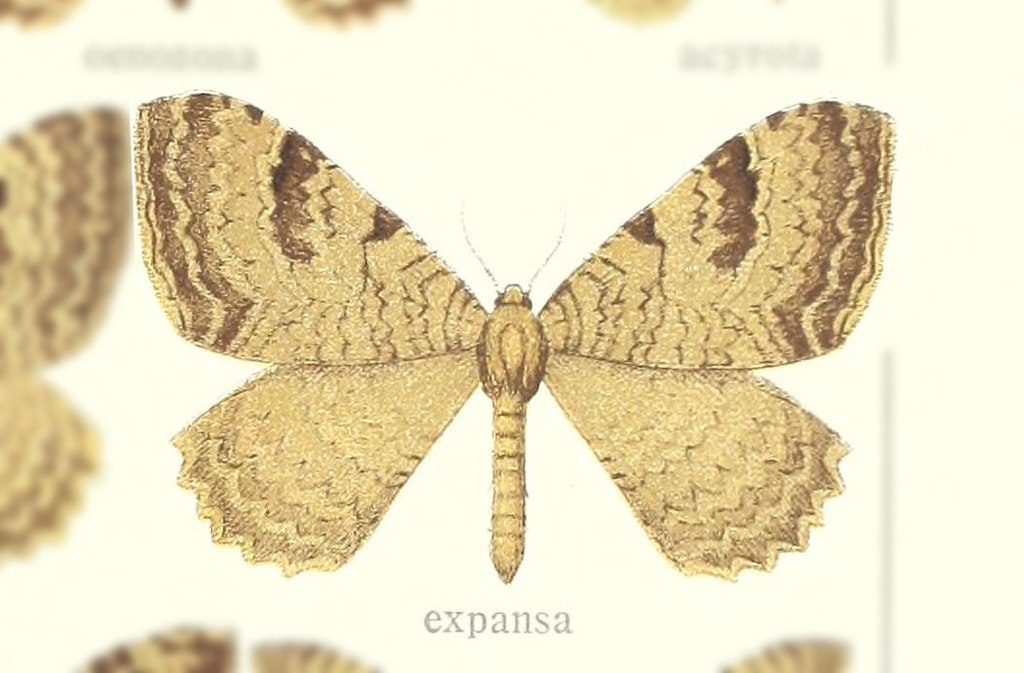 Triphosa expansa