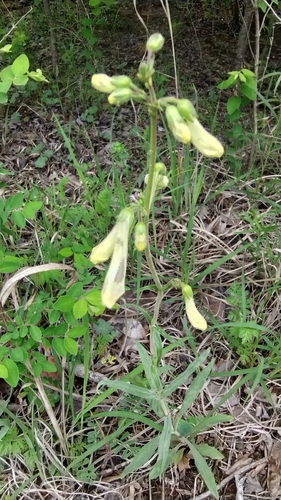 Image of Penstemon oklahomensis by (c) David Matthew, some rights reserved (CC BY)