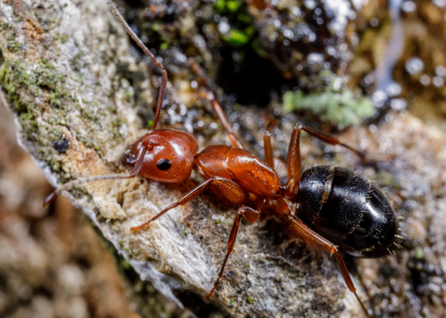 Deceptive Carpenter Ant photo 3