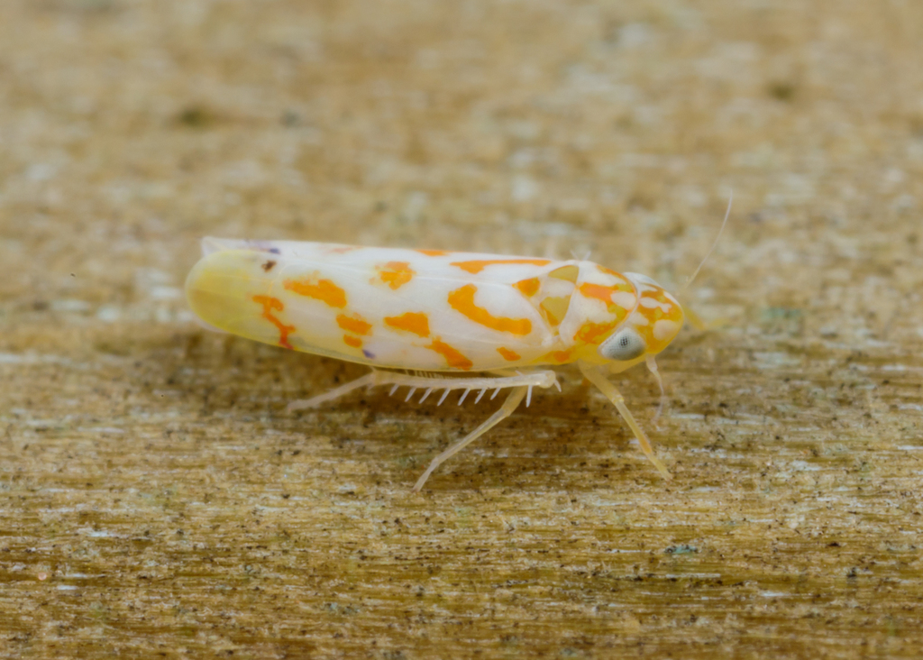 Eratoneura