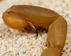 Centruroides vittatus