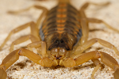 Centruroides vittatus