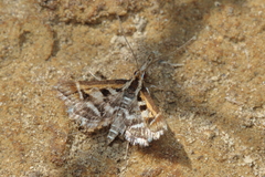 Diasemia grammalis