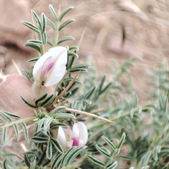 Image of Astragalus armatus