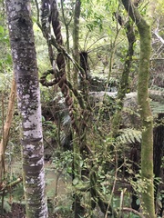 Parsonsia heterophylla