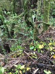 Parsonsia heterophylla