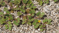 Acmispon maritimus brevivexillus