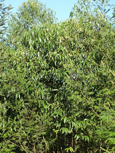 Eucalyptus grandis