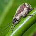 Paleflank Splitnose Weevil - Photo (c) magriet b, some rights reserved (CC BY-SA), uploaded by magriet b