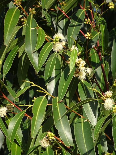 Eucalyptus grandis