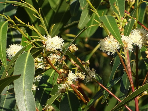 Eucalyptus grandis