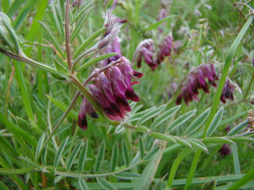 purple vetch (Vicia benghalensis)
