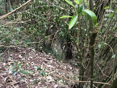 Melicytus ramiflorus ramiflorus