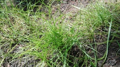 Isolepis fluitans