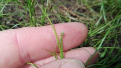 Isolepis fluitans