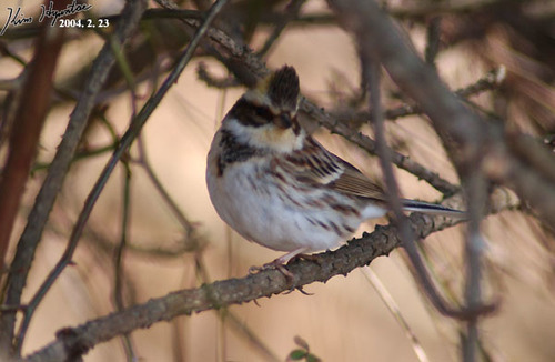 Yellow-throated Bunting (Emberiza elegans), photo 8