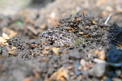 Fejervarya limnocharis