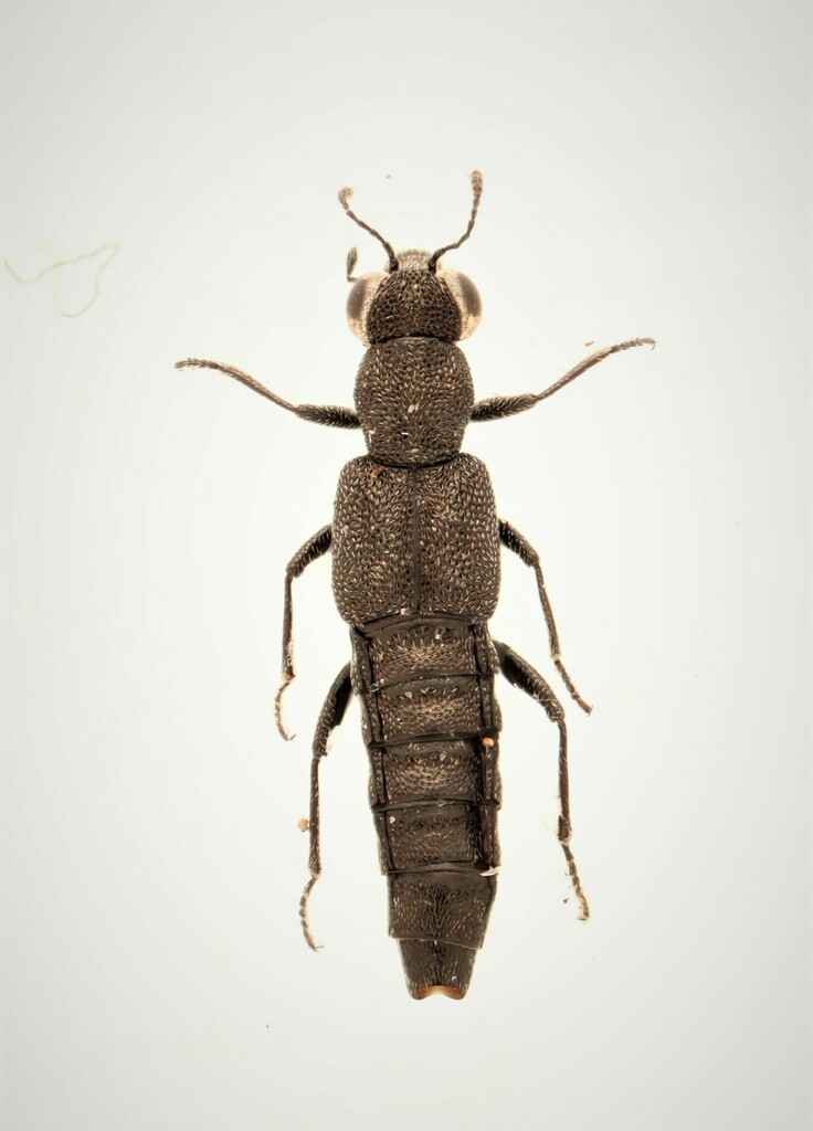 Stenus egenus