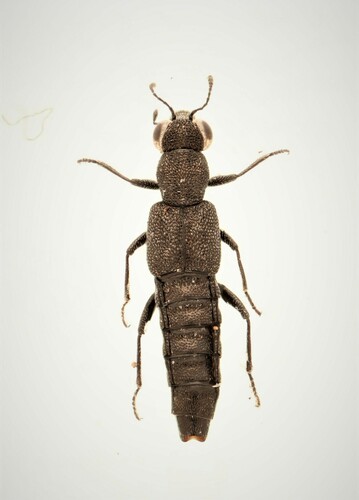 Stenus egenus