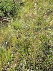 Eragrostis tincta image