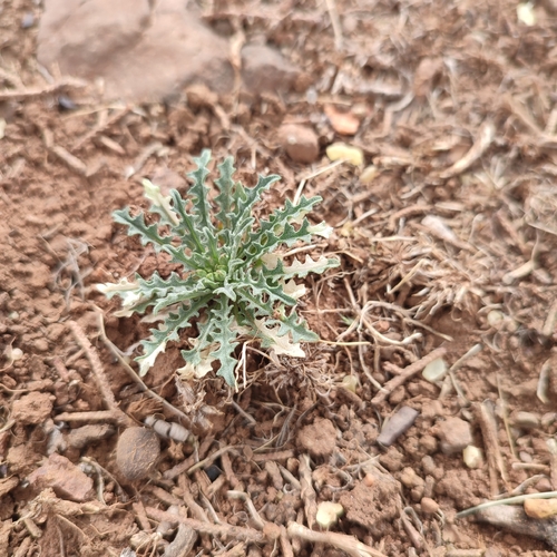 Image of Hoary treacle mustard by no rights reserved
