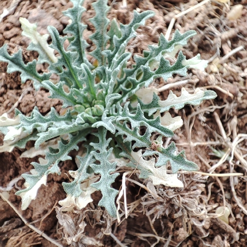 Image of Hoary treacle mustard by no rights reserved