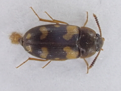 Mycetophagus piceus