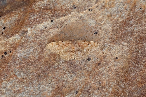 Glossotrophia asellaria