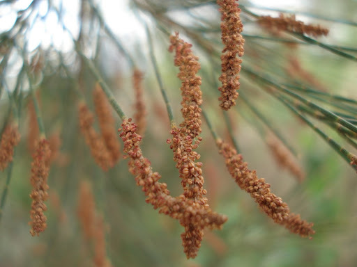 Casuarina (Casuarina cunninghamiana) · iNaturalist Ecuador