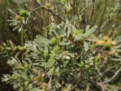 Clutia daphnoides