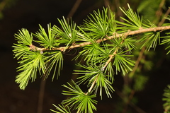 Europäische Lärche (Larix decidua): Herkunft und Verwendung — Foto 2