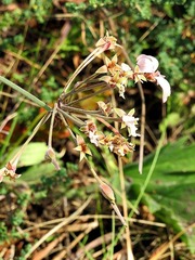 Pelargonium luridum image