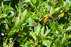 Metisella metis metis