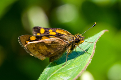 Metisella metis metis