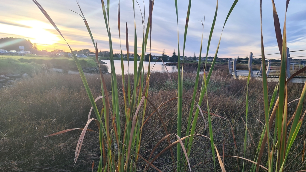 Cỏ nến – Typha orientalis