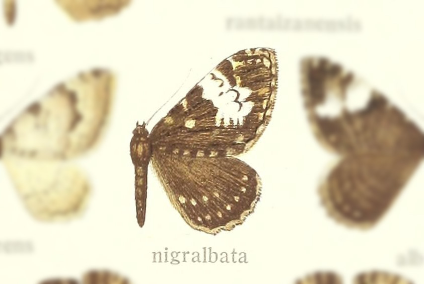 Rheumaptera nigralbata