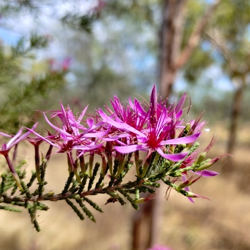 Image of Calytrix exstipulata by (c) Karl Tattersall, some rights reserved (CC BY-SA)