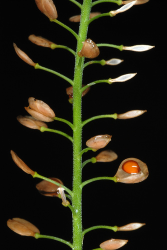Lepidium virginicum