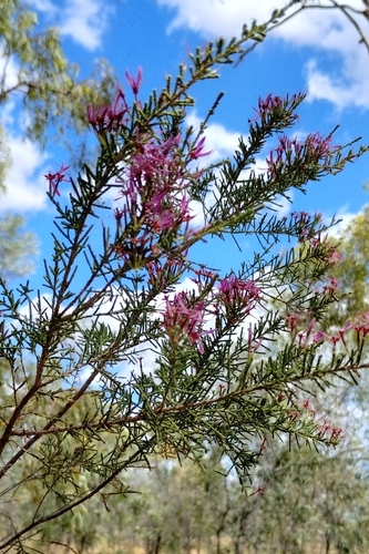 Image of Calytrix exstipulata by (c) Karl Tattersall, some rights reserved (CC BY-SA)