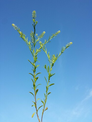 Lepidium virginicum