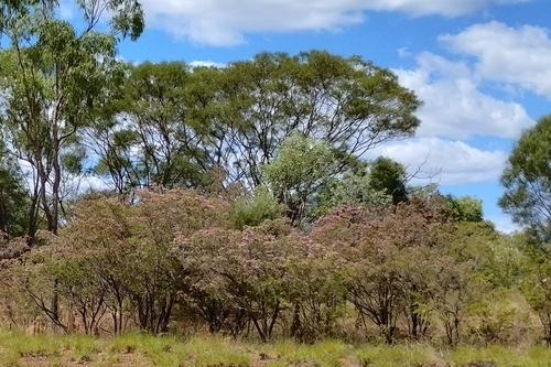 Image of Calytrix exstipulata by (c) Karl Tattersall, some rights reserved (CC BY-SA)